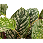 Calathea Ornata Sanderiana – Ø27 cm, 60–80 cm høj