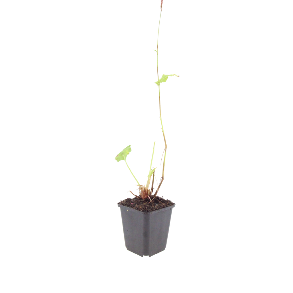 Persicaria bistorta 'Superba' (Königskerze) – 6 Pflanzen, Ø9 cm, 10–25 cm hoch – Bild 2