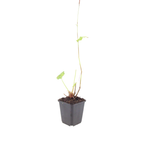 Persicaria bistorta 'Superba' (Königskerze) – 6 Pflanzen, Ø9 cm, 10–25 cm hoch