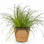 Cyperus alternifolius Zumula (jonc cyperus) avec panier – Ø12 cm, 20 cm de haut