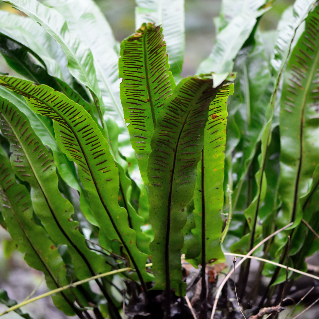Asplenium scolopendrium (streepvaren) – 12 planten, Ø9 cm, 10–25 cm hoog
