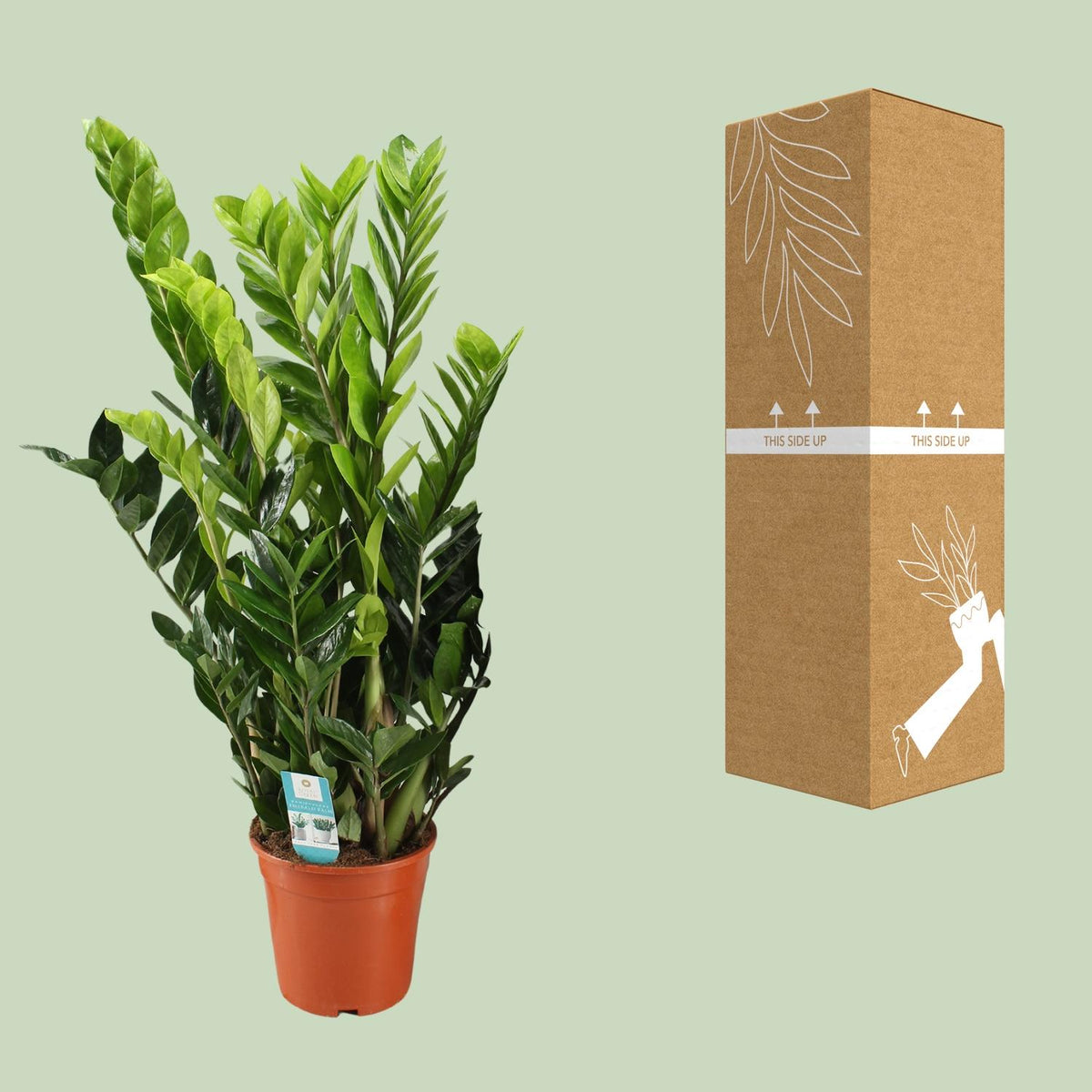 Zamioculcas zamiifolia (zz-plant) – Ø21 cm, 95 cm hoog – art. 12650