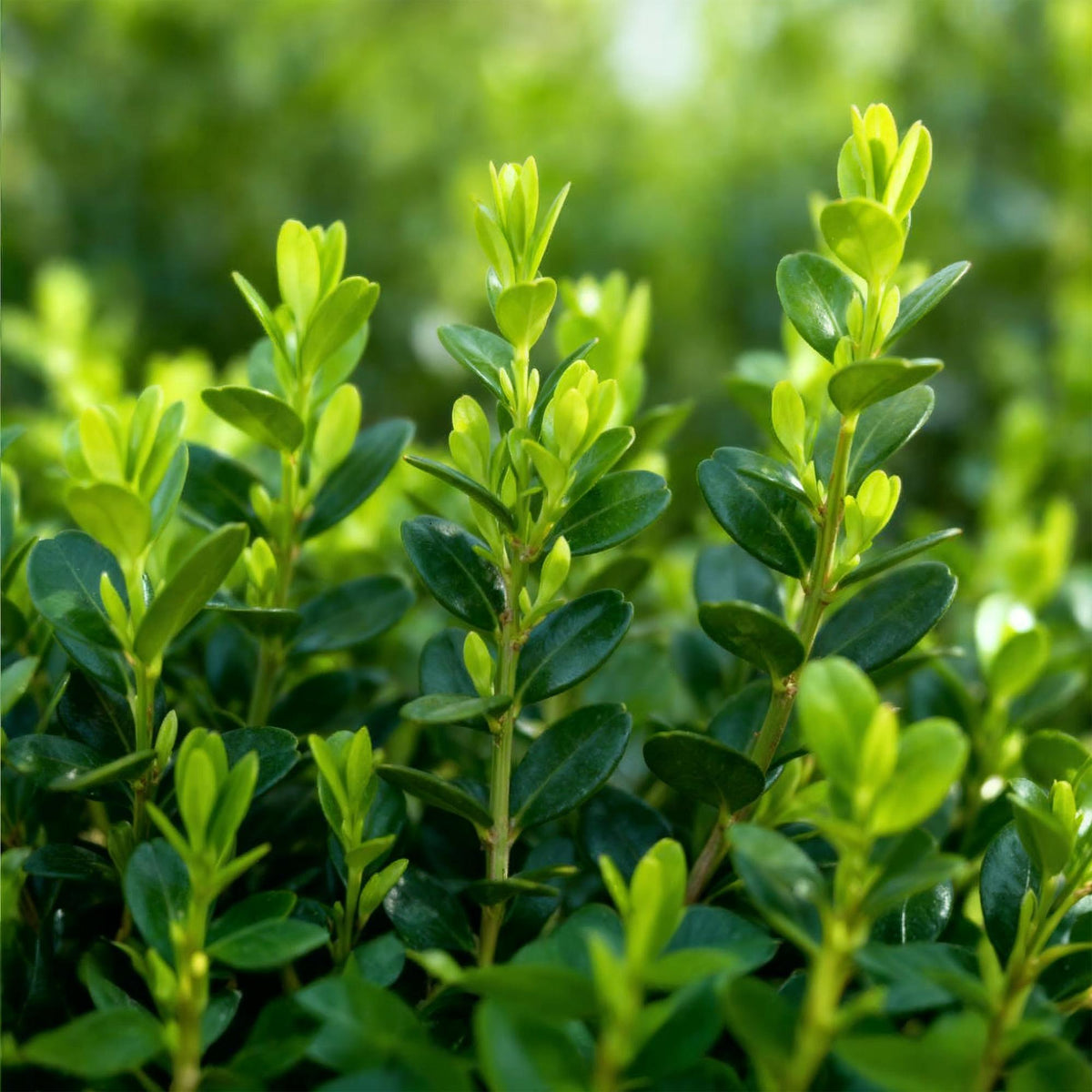 Buxus – 6 Pflanzen, Ø 13 cm, 30–35 cm hoch