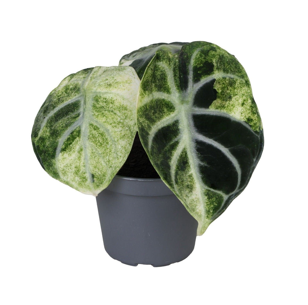 Alocasia Ninja Variegata (elefantøre) – Ø6 cm, 5 cm høj