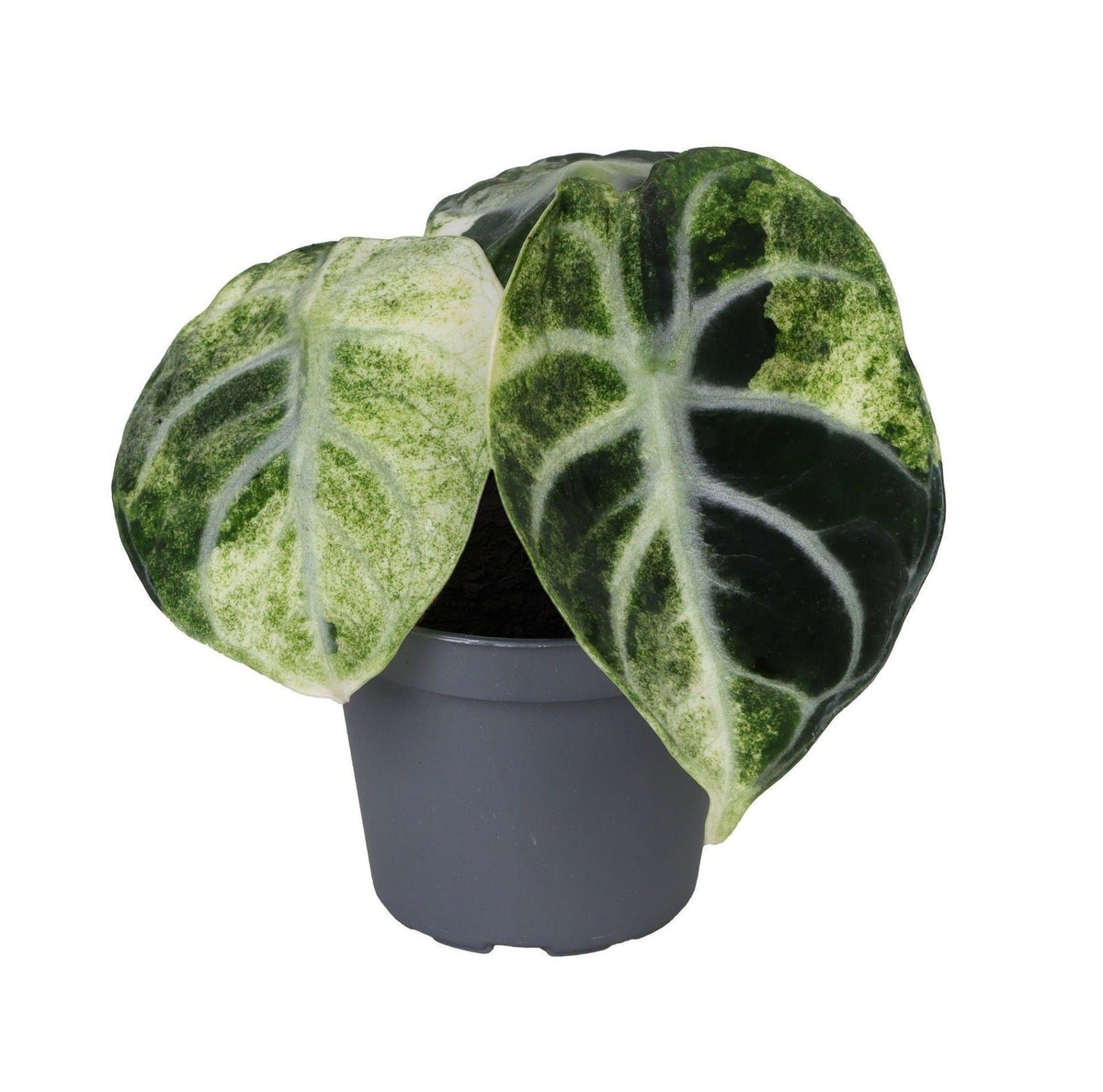 Alocasia Ninja Variegata (elefantøre) – Ø6 cm, 5 cm høj