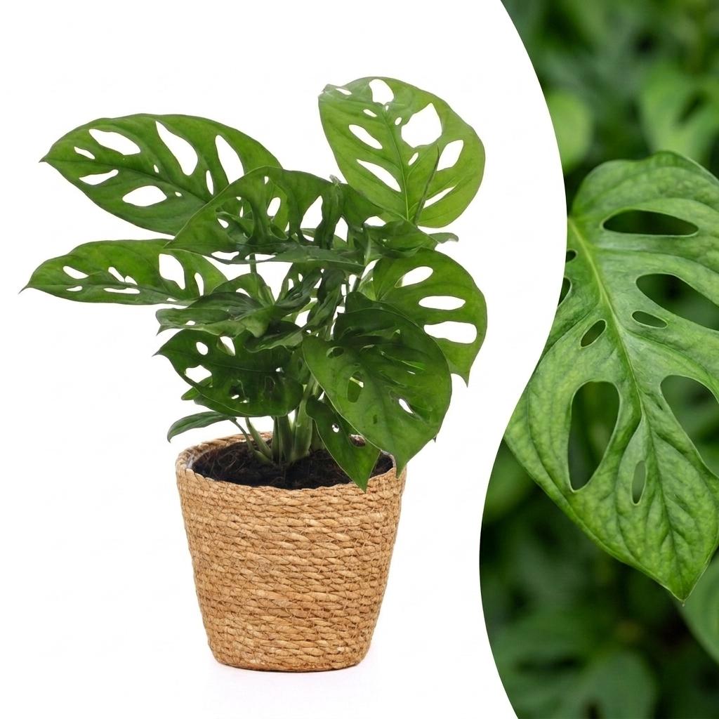 Monstera adansonii (mini-monstera) avec panier – Ø12 cm, 25 cm de haut