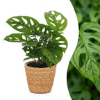 Monstera adansonii (mini-monstera) avec panier – Ø12 cm, 25 cm de haut