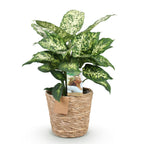 Diefenbachia Compacta (Dracaena) with basket – Ø17 cm, 45–50 cm high