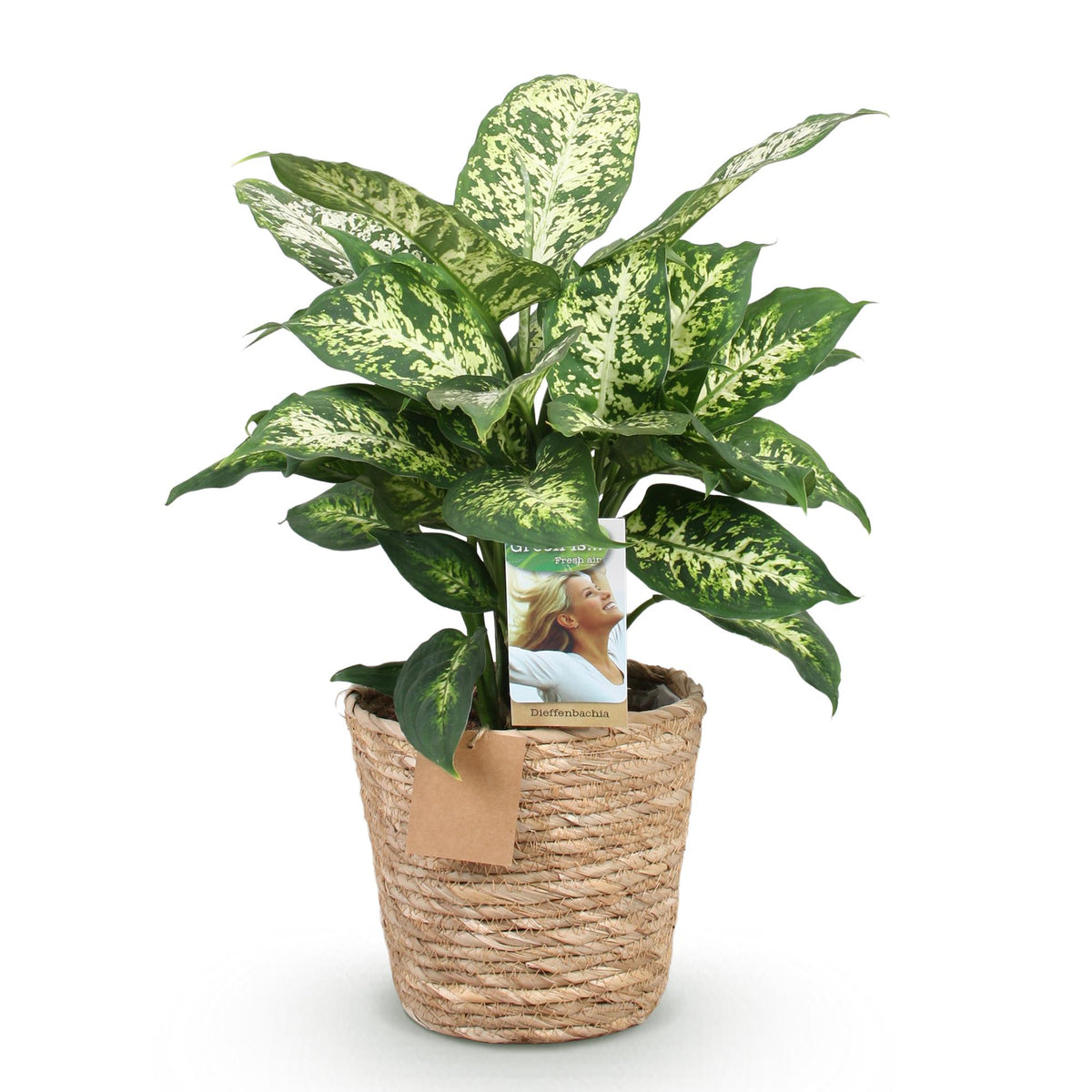 Diefenbachia Compacta (Dracaena) met mand – Ø17 cm, 45–50 cm hoog