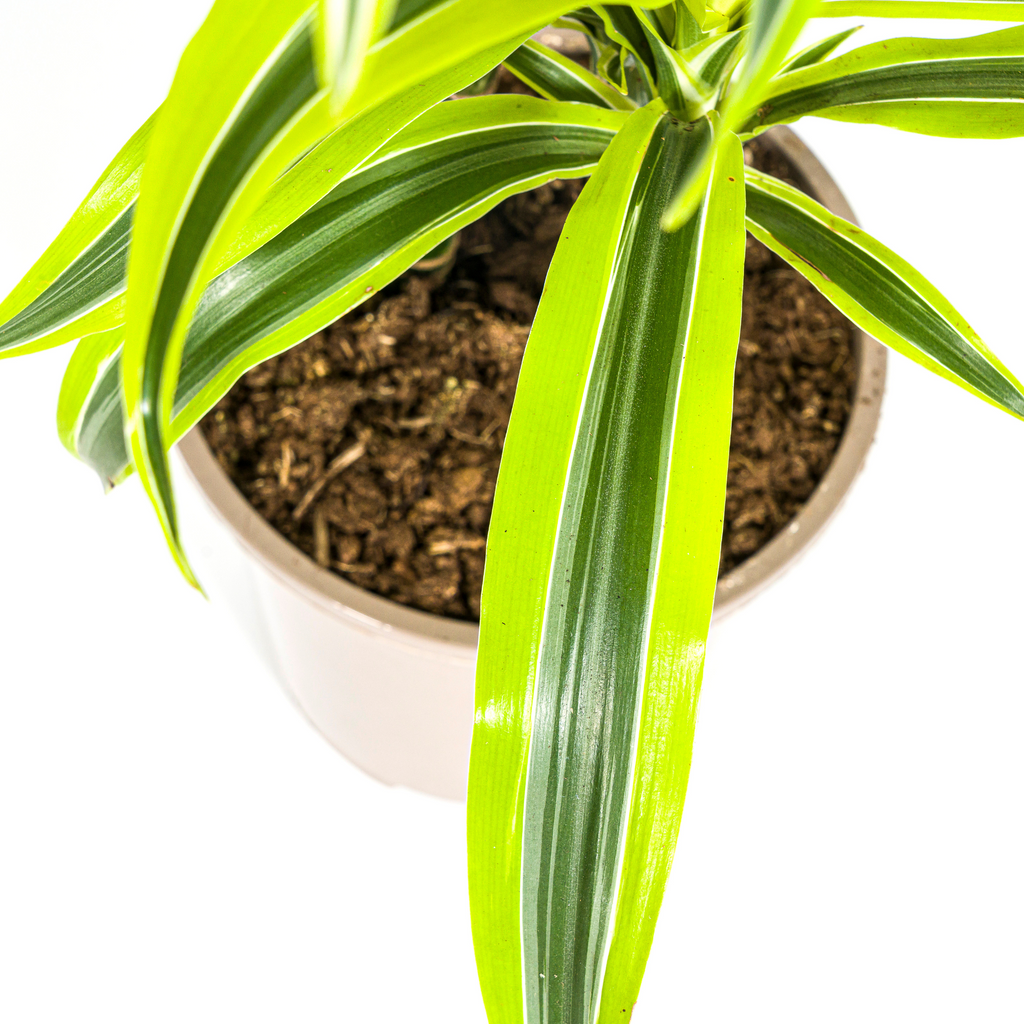 Dracaena Deremensis Lemon Lime (drakträd) – Ø19 cm, 70–90 cm hög