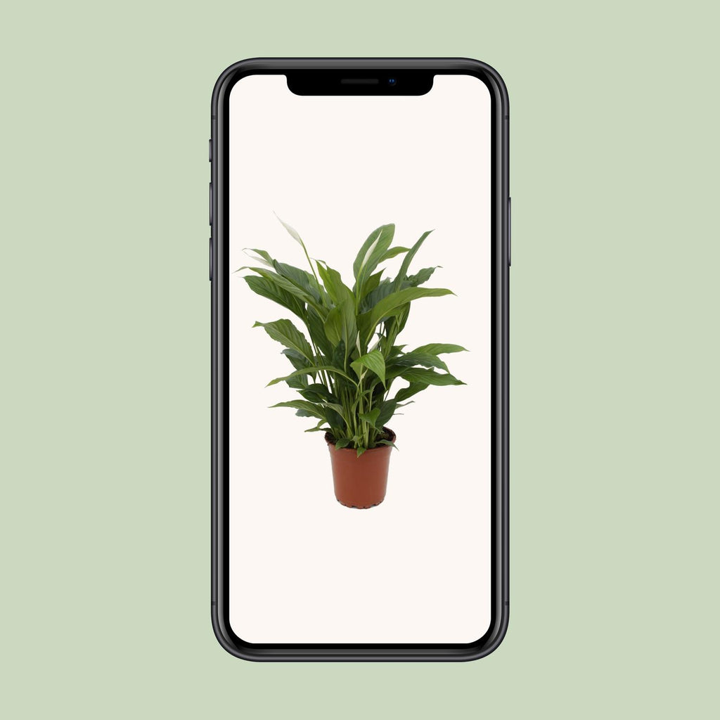 Spathiphyllum Torelli (lepelplant) – Ø17 cm, 65 cm hoog