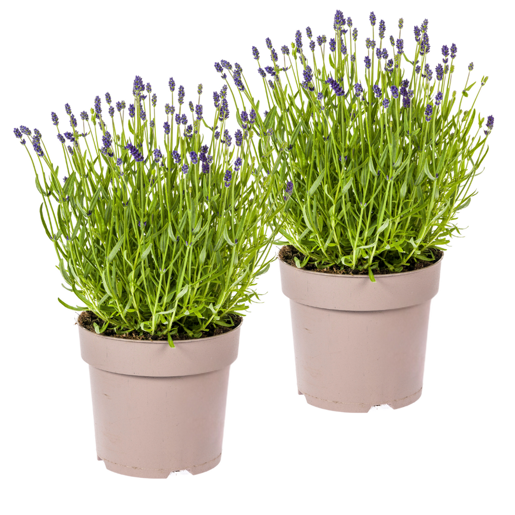 Lavandula angustifolia (Lavendel) – 2 Pflanzen, Ø 19 cm, 40–50 cm hoch