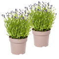 Lavandula angustifolia (Lavendel) – 2 Pflanzen, Ø 19 cm, 40–50 cm hoch
