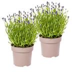 Lavandula angustifolia (Lavendel) – 2 Pflanzen, Ø 19 cm, 40–50 cm hoch