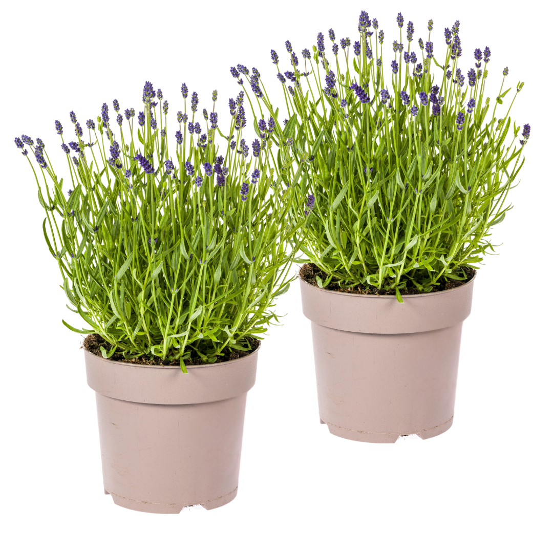 Lavandula angustifolia (Lavendel) – 2 Pflanzen, Ø 19 cm, 40–50 cm hoch