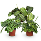 3× Maranta Silverband, Marantha Lemon Lime Marantha Kerchoveana (prayer plant) – Ø12 cm, 25 cm high