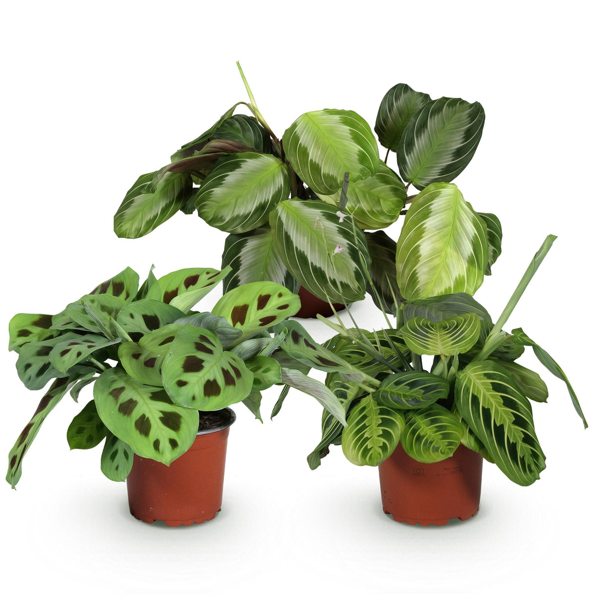 3× Maranta Silverband, Marantha Lemon Lime Marantha Kerchoveana (plante prieuse) – Ø12 cm, 25 cm de haut