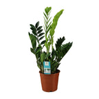 Zamioculcas zamiifolia (Glücksfeder) – Ø 17 cm, 65 cm hoch