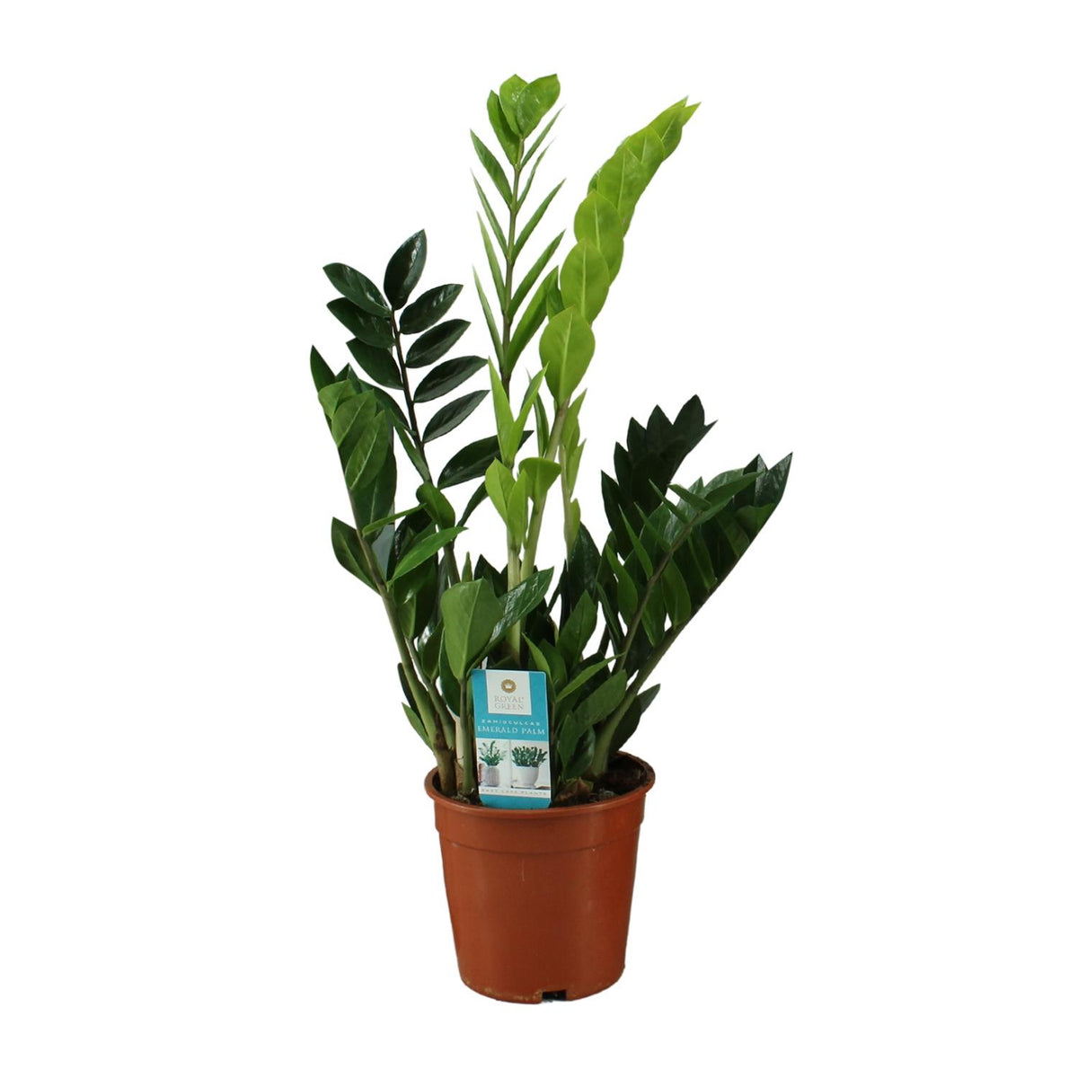 Zamioculcas zamiifolia (zz-plant) – Ø17 cm, 65 cm hoog