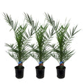 Phoenix 'Canariensis' (date palm) – 3 plants, Ø15 cm, 80 cm high