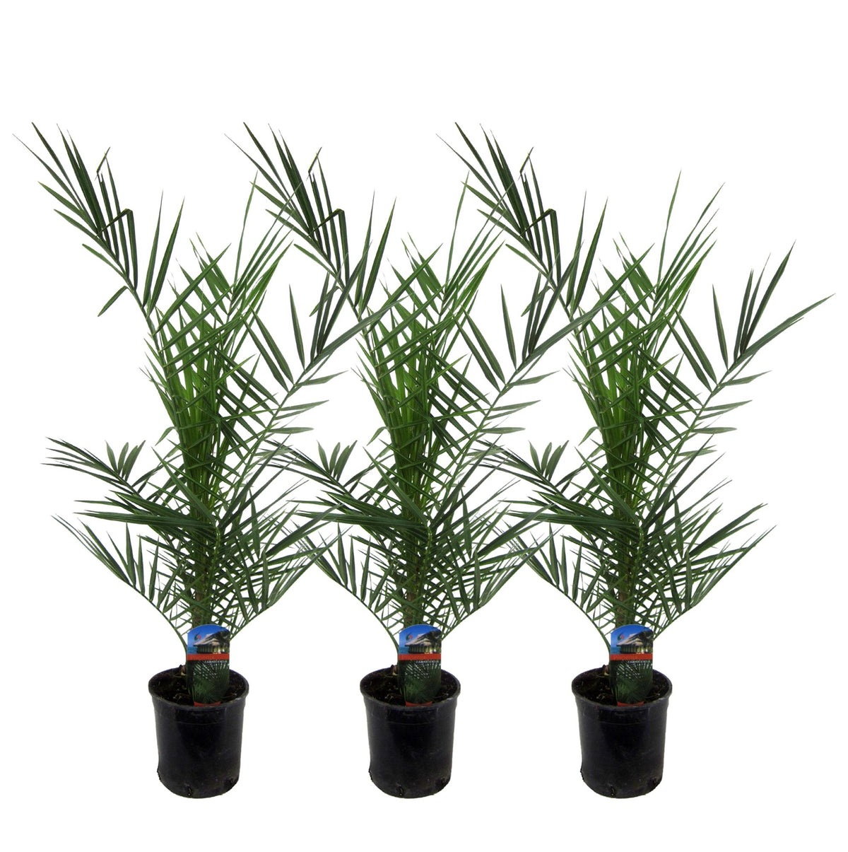 Phoenix 'Canariensis' (date palm) – 3 plants, Ø15 cm, 80 cm high