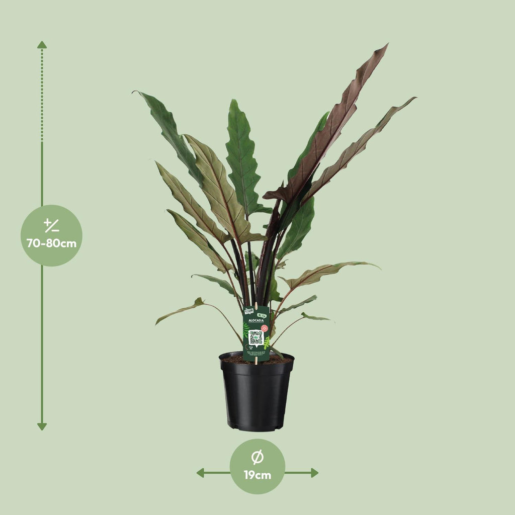 Alocasia Lauterbachiana (olifantsoor) – Ø19 cm, 80 cm hoog
