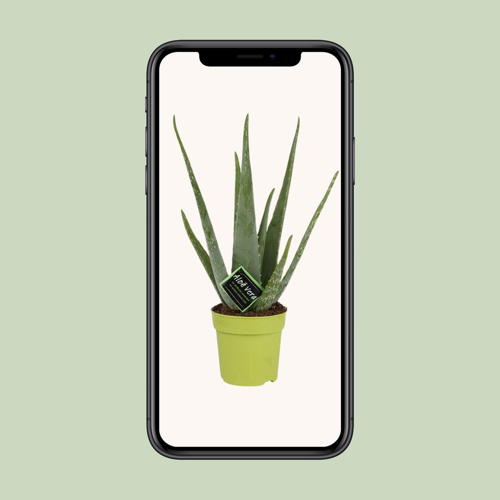 Aloe Vera – Ø12 cm, 45 cm høj