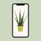 Aloe Vera – Ø12 cm, 45 cm høj