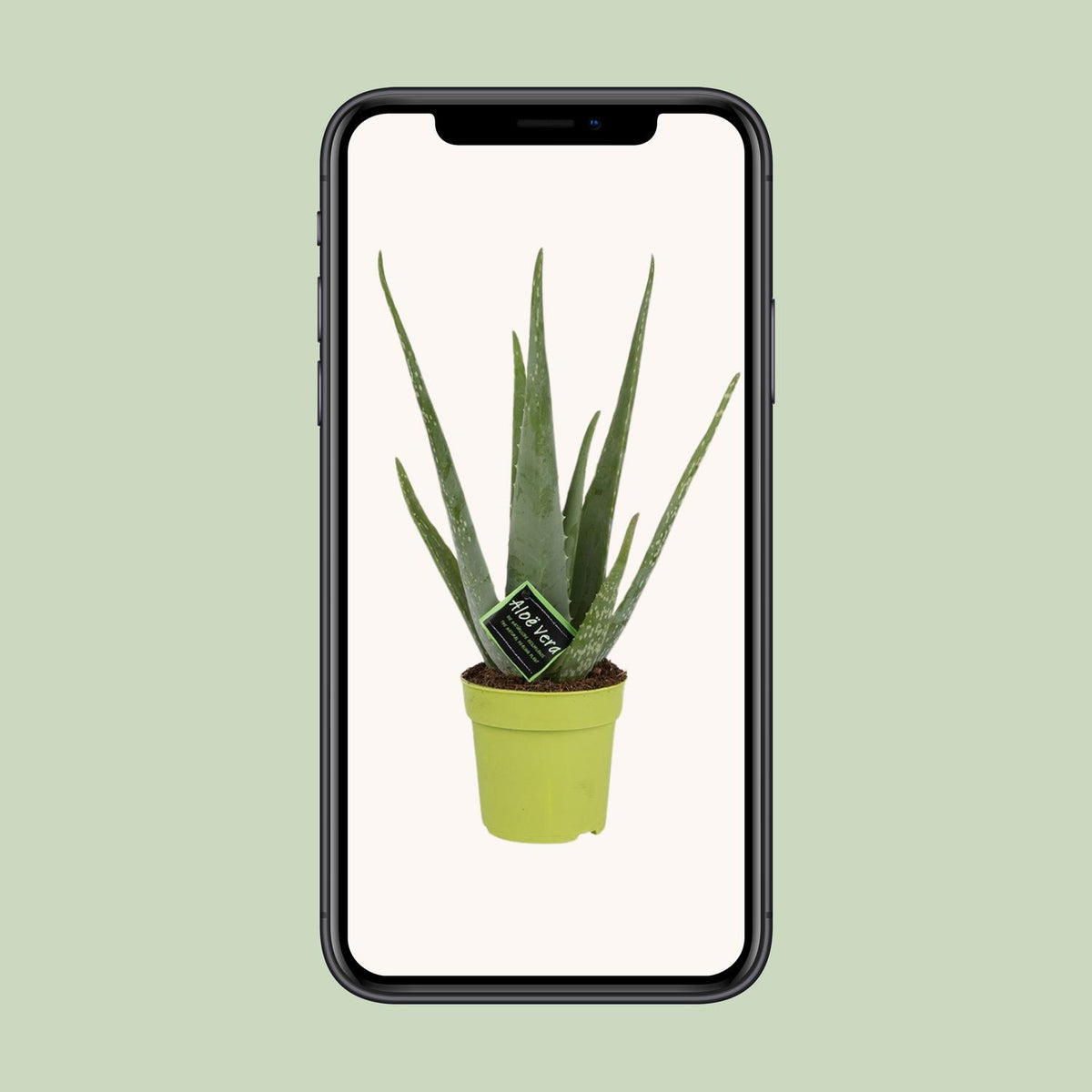 Aloe Vera – Ø12 cm, 45 cm høj