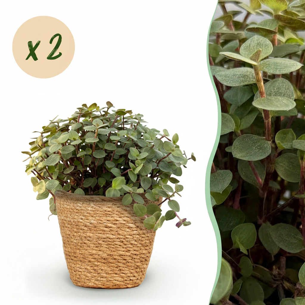 2× Callisia repens met mand – Ø12 cm, 17–20 cm hoog