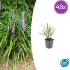 Liriope muscari 'Ingwersen' (Liliengras) – 48 Pflanzen, Ø 9 cm, 10–25 cm hoch