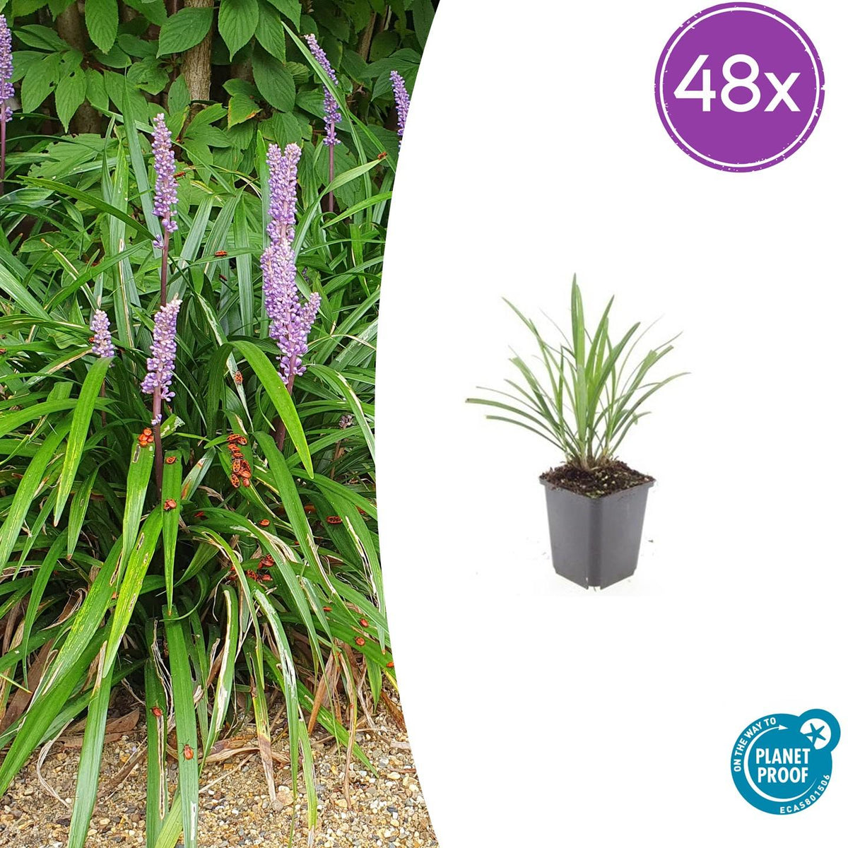 Liriope muscari 'Ingwersen' (Liliengras) – 48 Pflanzen, Ø 9 cm, 10–25 cm hoch – Bild 2