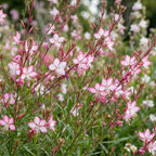 Gaura lindh. 'Rosyjane' (prachtkaars) – pink – 12 plants, Ø11 cm, 15–25 cm high