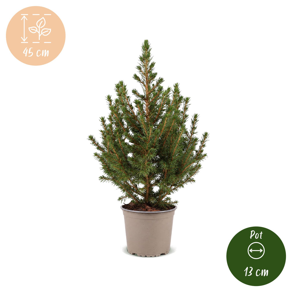 2× Picea glauca Conica (kerstboompje) – Ø13 cm, 45 cm hoog