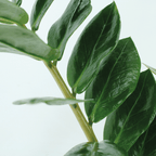 2× Zamioculcas zamiifolia (ZZ-plante) – Ø14 cm, 50 cm høj