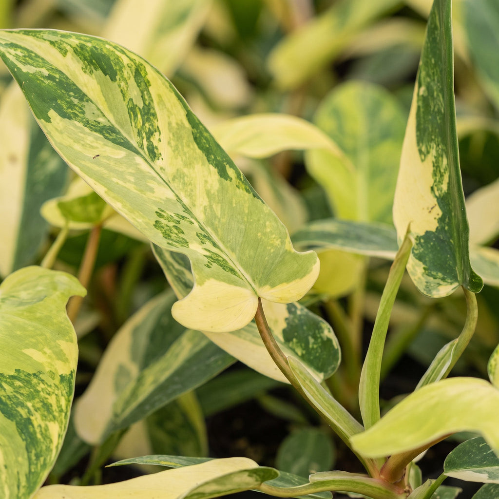 Philodendron Florida Beauty – Ø6 cm, 13 cm high – photo 4