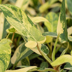 Philodendron Florida Beauty – Ø6 cm, 13 cm high