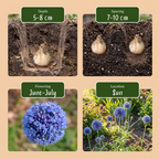 Blauwe sierui (Allium caeruleum) – 40 bloembollen (bolmaat 4/5)