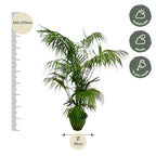 Kentia Palm XXL (Howea) – Ø32 cm, 230 cm hoog