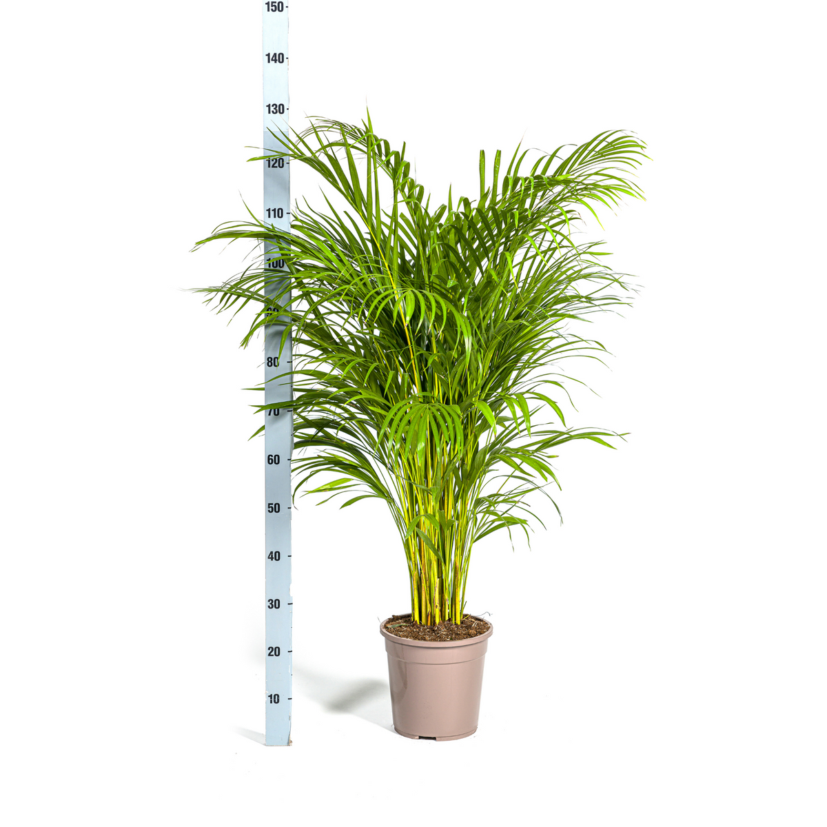 Dypsis Areca Lutescens (goudpalm) met mand – Ø24 cm, 120–140 cm hoog