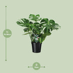 Monstera deliciosa (gatenplant) – Ø21 cm, 65 cm hoog