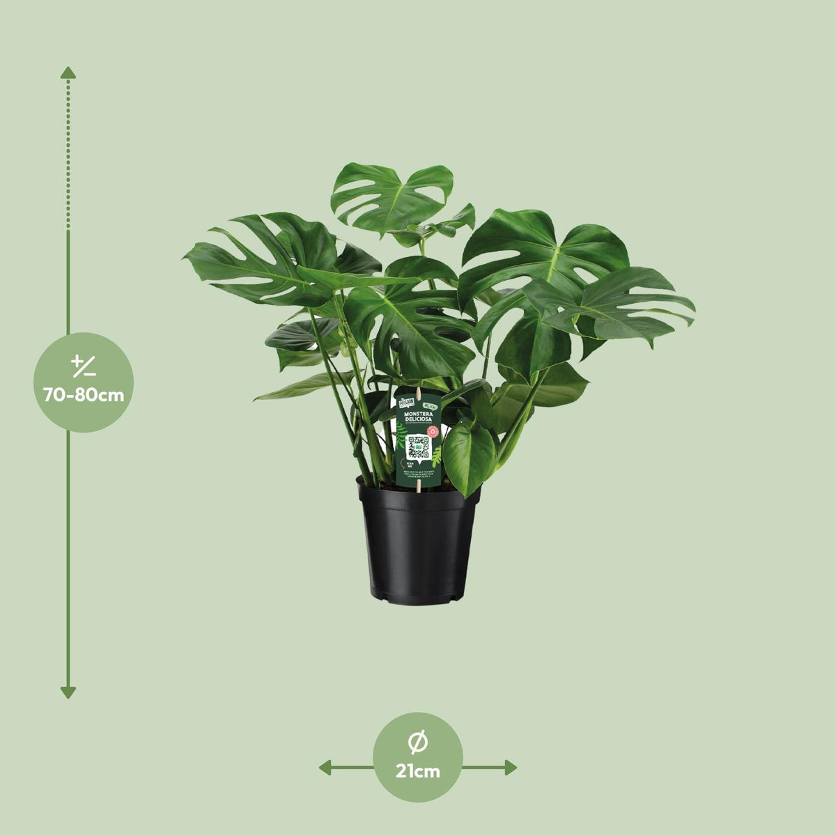 Monstera deliciosa (gatenplant) – Ø21 cm, 65 cm hoog