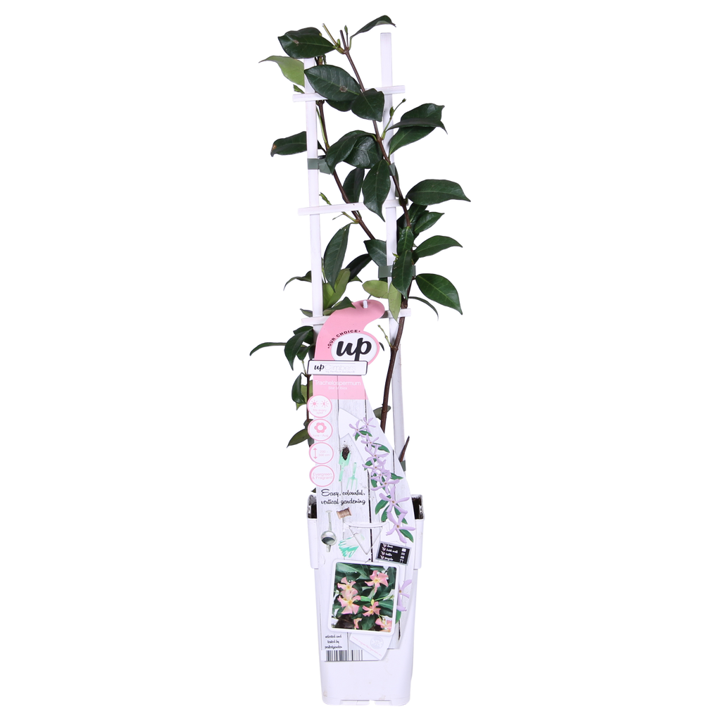 Trachelospermum 'Star Of Ibiza' (Toskanischer Jasmin) – Ø15 cm, 65 cm hoch – Bild 6