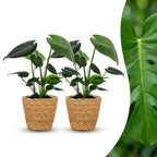 2× Monstera deliciosa (gatenplant) met zeegras mand – Ø12 cm, 30 cm hoog