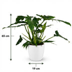 Philodendron Lacerum i Potter-pyntepotte hvid – Ø19 cm, 65 cm høj