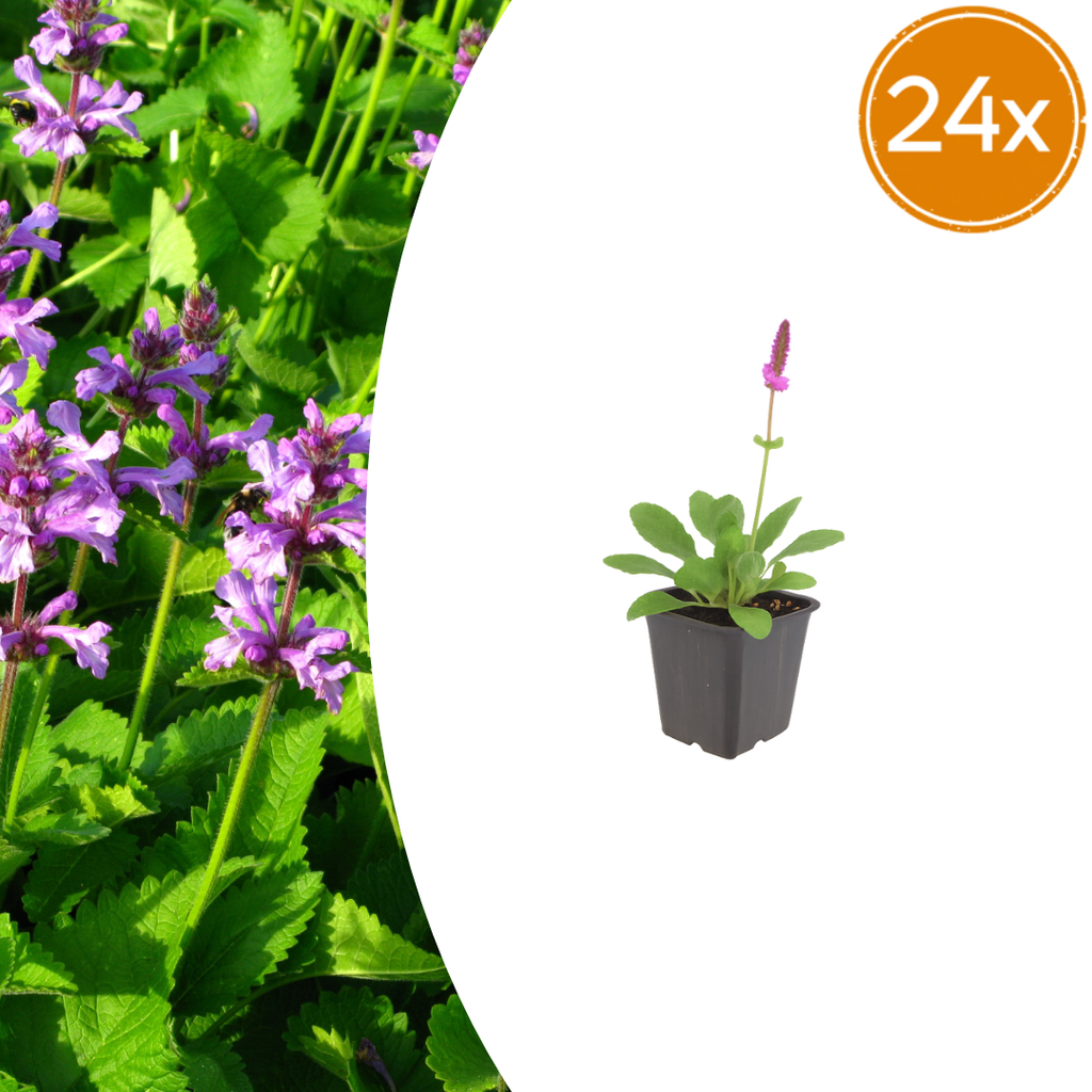 Stachys monnieri 'Hummelo' (Eselsohr) – 24 Pflanzen, Ø9 cm, 10–25 cm hoch