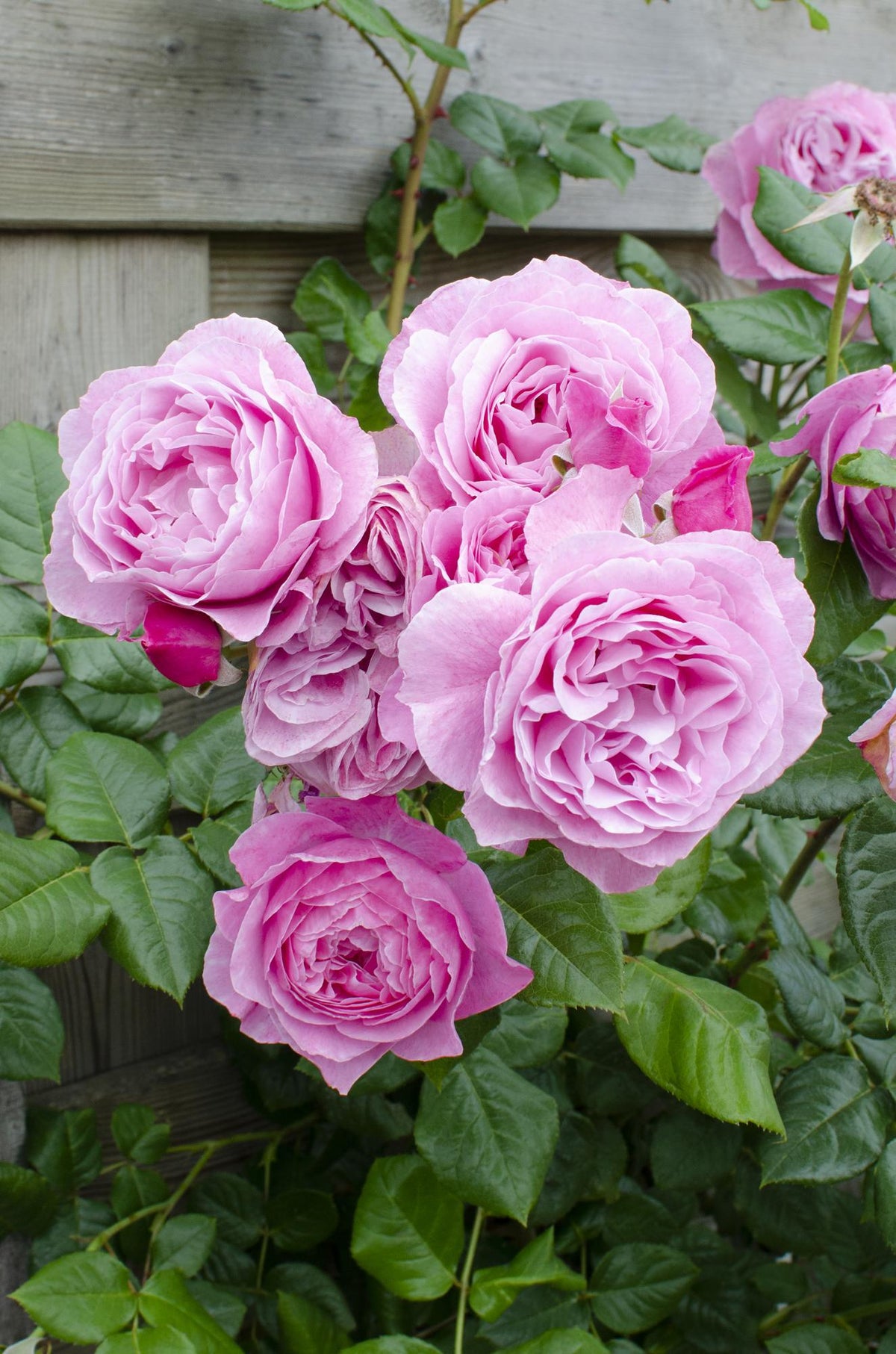 Rosa 'Crazy' (pink rose) – Ø15 cm, 65 cm high – photo 6