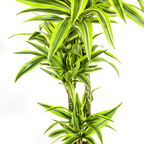 Dracaena Deremensis Lemon Lime (Drachenbaum) mit Korb – Ø24 cm, 130–150 cm hoch
