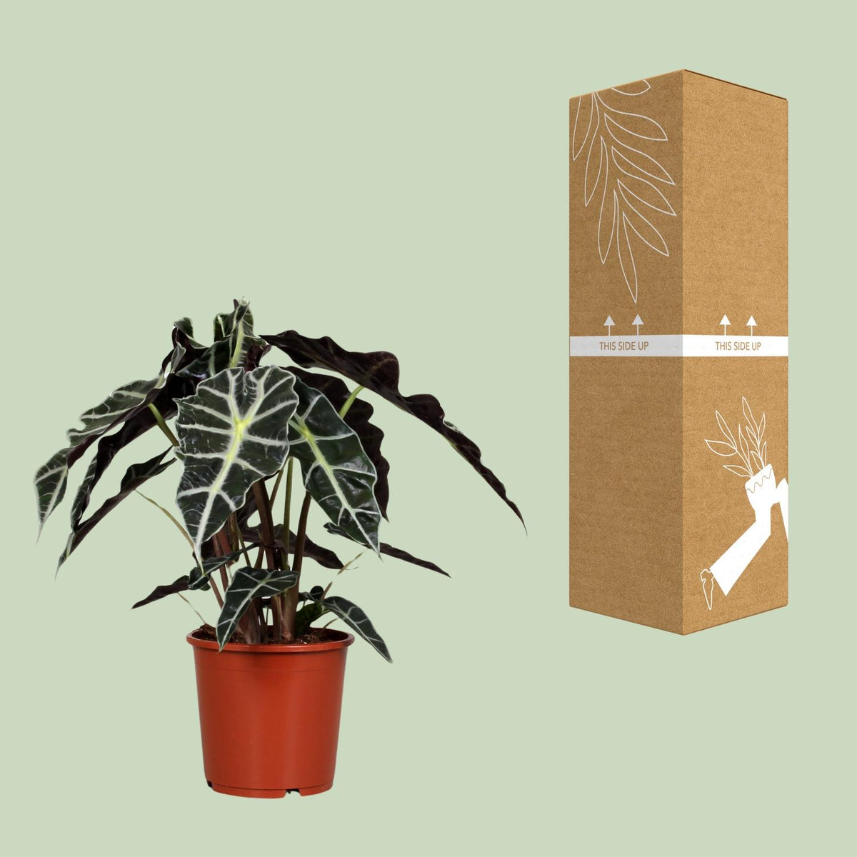 Alocasia Polly (elefantøre) – Ø17 cm, 45 cm høj