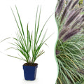 Pennisetum alop. 'Black Beauty' (Lampenputzergras) – Ø11 cm, 15–25 cm hoch